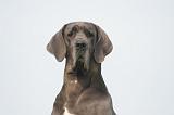 DOGUE ALLEMAND 441